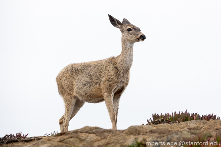 point reyes